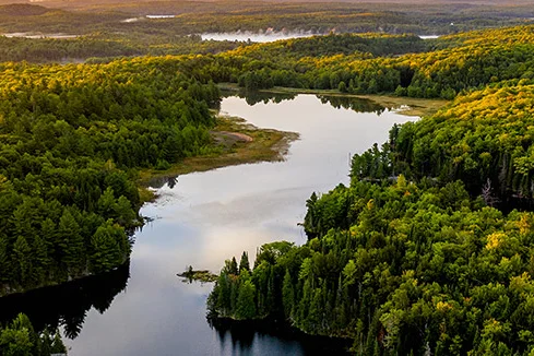 Luftaufnahme eines bewaldeten Sees